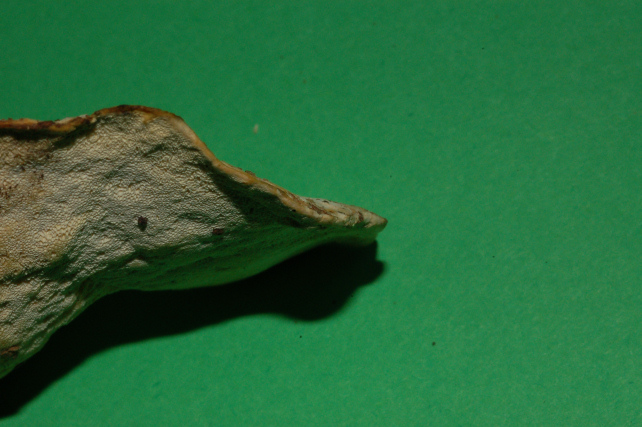 Aphyllophorales 5335 (Postia stiptica)